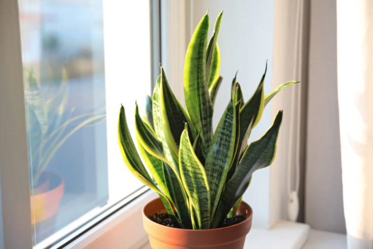 Snake plant brighthome.in