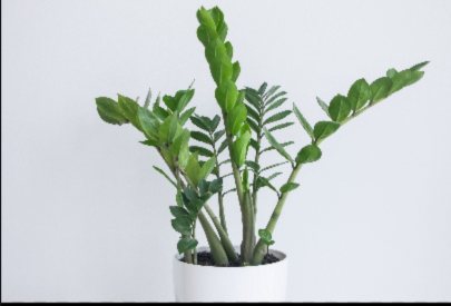 Zz Plant brighthome.in