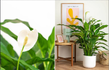 Peace Lily Brighthome.in