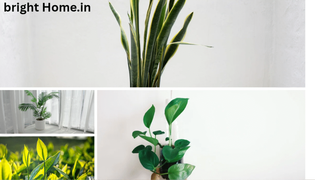 Top 5 Indoor Plants to Freshen Up Your Living Room (2025 Guide)
