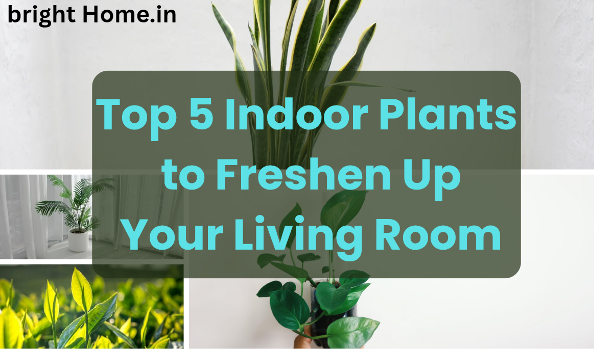 Top 5 Indoor Plants to Freshen Up Your Living Room (2025 Guide)