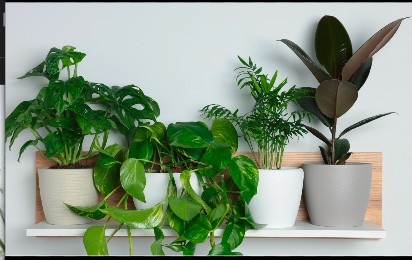 Indoor plants